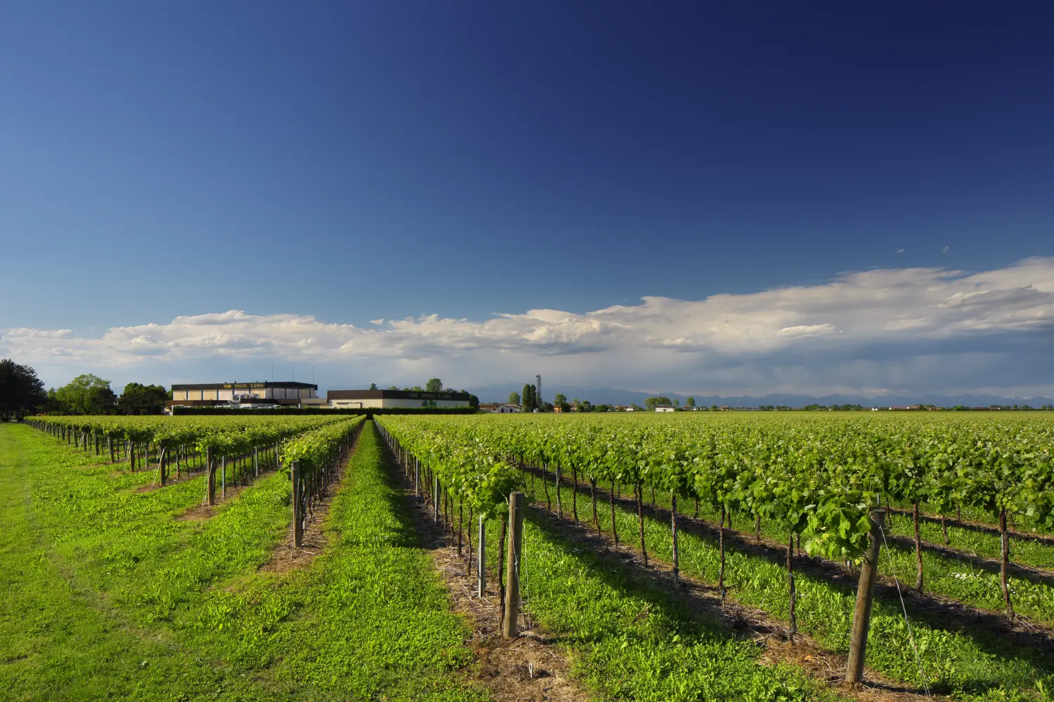 Ingrid Kratzer – Weingut